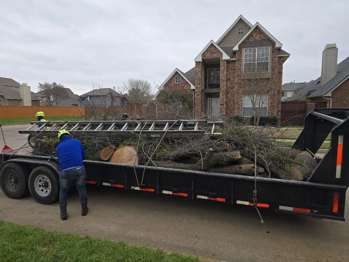 Expert Tree Removal with proper safety equipment in Viola